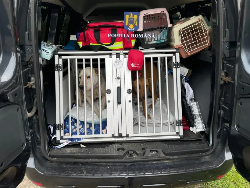 Doi câini metiși de Amstaff, înfometați de stăpân, au fost salvați de Poliția Animalelor și duși într-un adăpost de animale