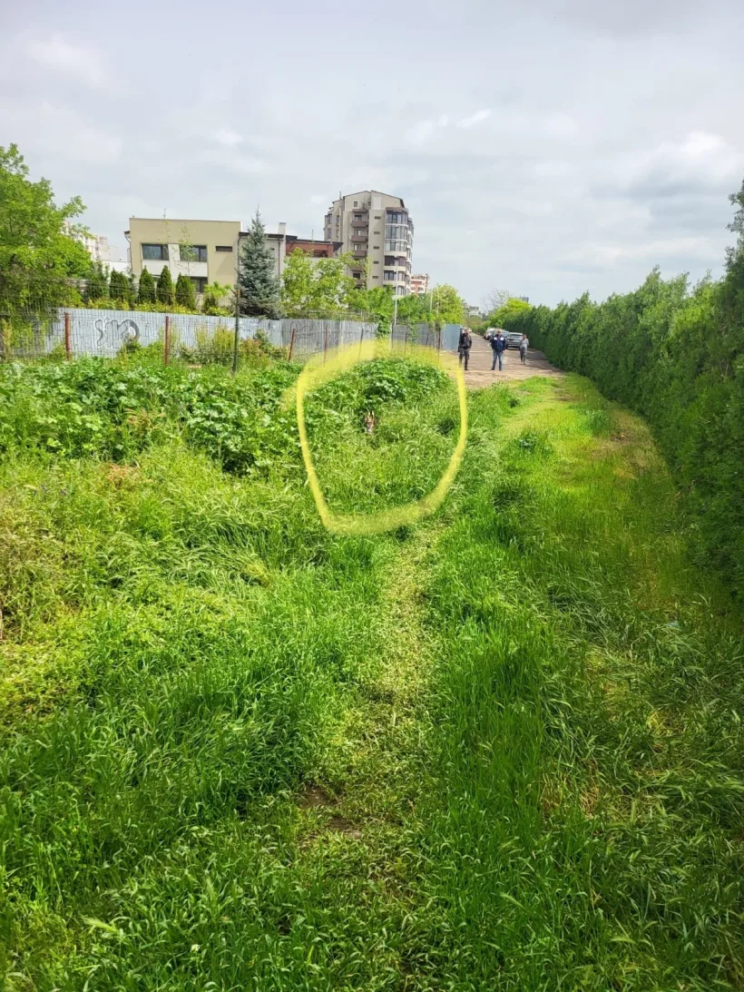 O căprioară a ajuns pe Faleza Dunării din Galați