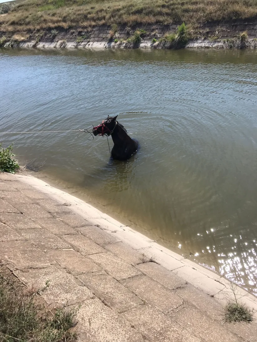 O iapă a fost salvată de pompieri, după ce a căzut într-un canal de irigații