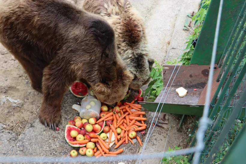 Meniu special la Grădina Zoologică pe perioada caniculei: animalele primesc înghețată și multe fructe și legume