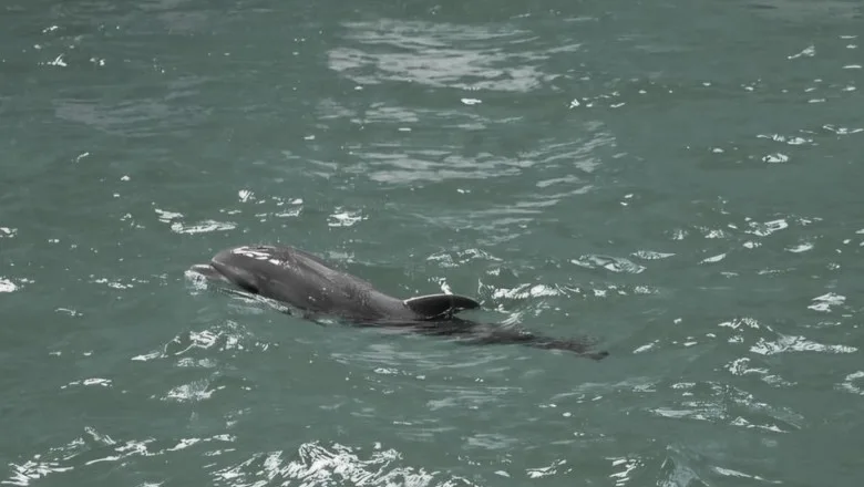 A murit primul pui de delfin născut în captivitate în România