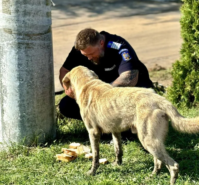 Mii de animale și păsări moarte în urma inundațiilor