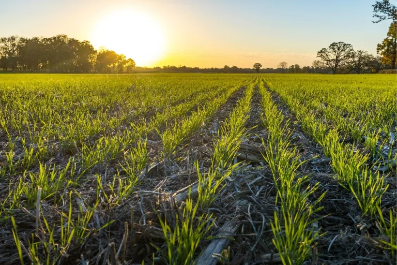 Vești bune pentru agricultori. Ciolacu: Datele arată că ultimele ninsori au căzut exact în zonele cu mare deficit de apă