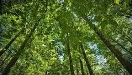 Pădurea Crâng are statut de rezervaţie naturală protejată