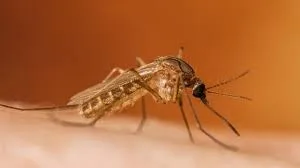 A fost anunțat primul caz confirmat de infecție cu virusul West Nile, în România