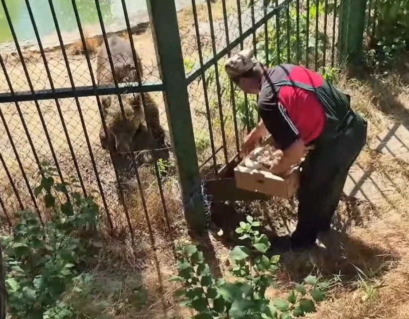 Meniu anti-caniculă pentru animalele de la Zoo Galați