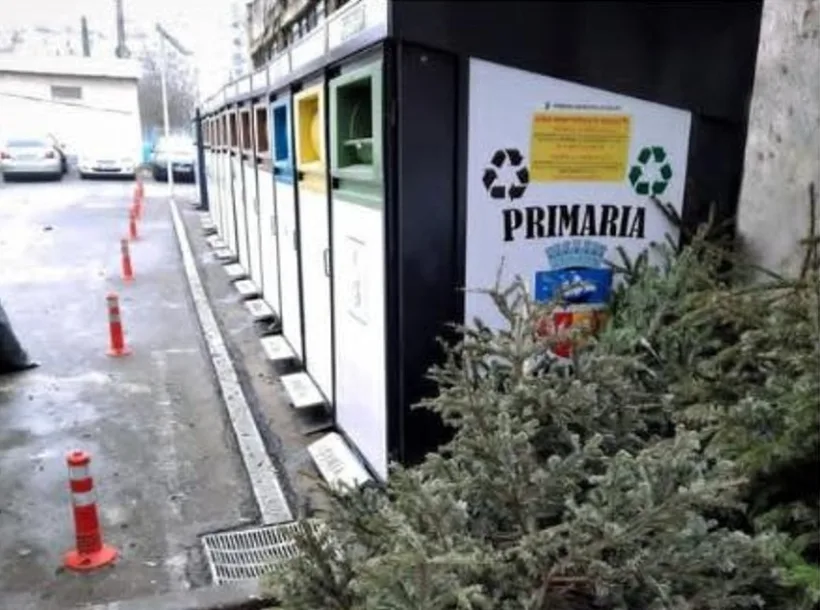Începe colectarea brazilor de Crăciun din Galați