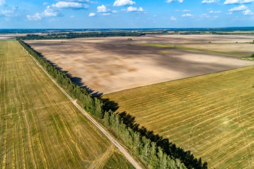 Finanțări europene pentru înființarea perdelelor naturale de protecție