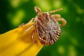 Operațiune împotriva insectelor în Galați: tratamente în parcuri, grădini și locuri de joacă