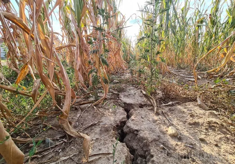 Peste 370.000 de hectare afectate de secetă