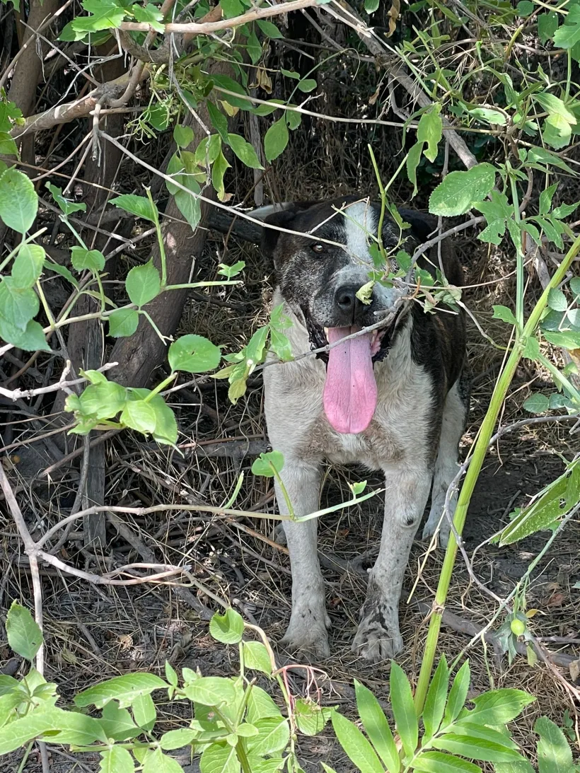 Un câine, corcitură de Amstaff, abandonat pe un câmp, în soare