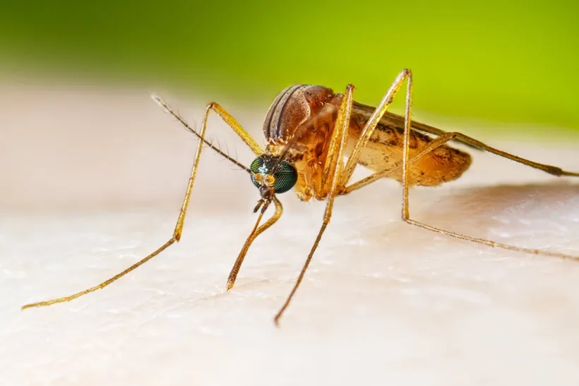 Două noi cazuri de West Nile în județul Brăila