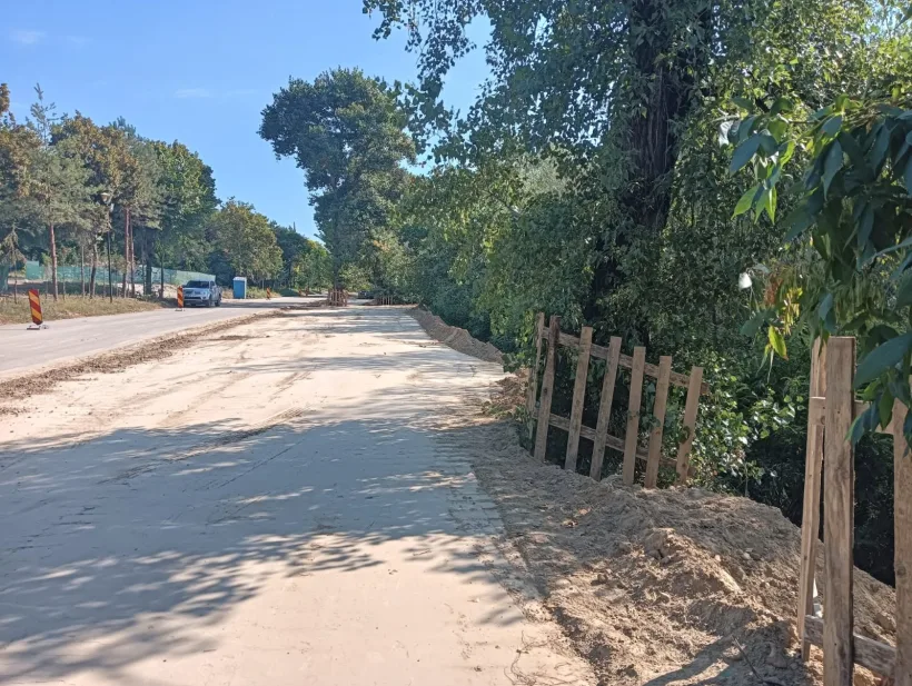 Scandalul arborilor de pe Faleza Dunării ajunge la Garda de Mediu. Peste 30 de sesizări și șapte măsuri obligatorii