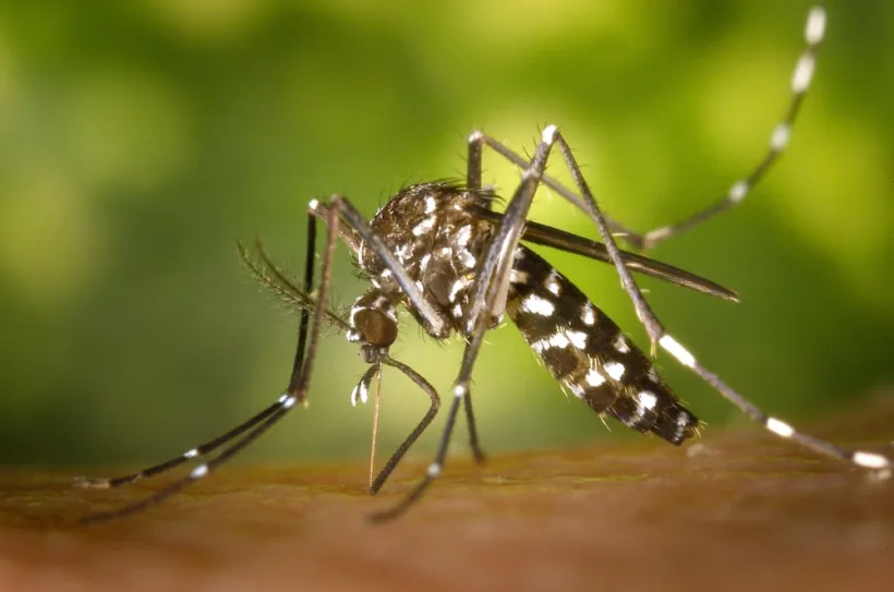 Alertă la Galați: a fost confirmat un caz de West Nile. Ce recomandă medicii populației
