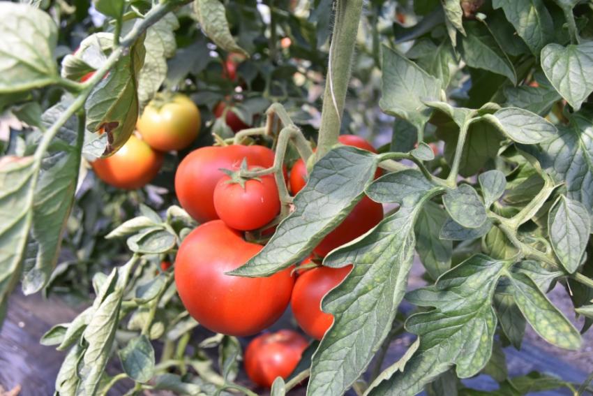 Ministerul Agriculturii a făcut primele plăţi pentru programul „Tomata”